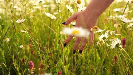 Female hand gently touching charming chamomile flower at beautiful sunny spring or summer day. Enjoying calm nature, holidays weekend adventure, leisure vacation concept. Slow motion.