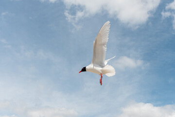 Seabirds in flight in the sky. Mediterranean Gull (Ichthyaetus melanocephalus).