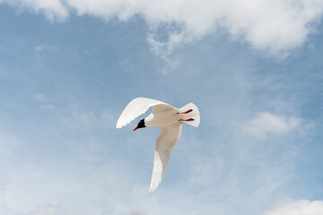 Seabirds in flight in the sky. Mediterranean Gull (Ichthyaetus melanocephalus).