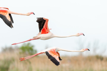 Naklejka premium Greater Flamingos (Phoenicopterus roseus) in flight over reed bed in spring.