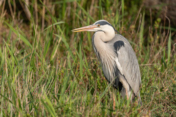 Grey heron (Ardea cinerea) resting in a reed bed.