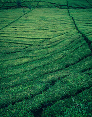 Tea fields on West Java, Indonesia