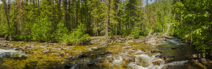 Panorama of creek with rapids in the forest of Montana