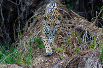 Jaguar (Panthera onca) on the riverbank in a chanel of the Cuiaba River in the Northern Pantanal in Mata Grosso in Brazil