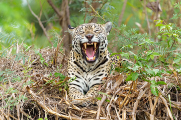Jaguar (Panthera onca) on the riverbank in a chanel of the Cuiaba River in the Northern Pantanal in Mata Grosso in Brazil