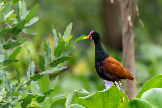 wattled jacana ( Jacana jacana) searching for food in the Northern Pantanal, Mato Grosso, Brazil