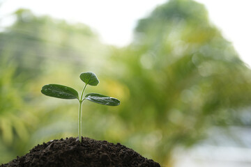 growing plant on black soil with dew