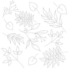 A collection of autumn leaves for coloring. Coloring leaves on a white background. Leaves, autumn leaves in black and white are isolated on a white background.