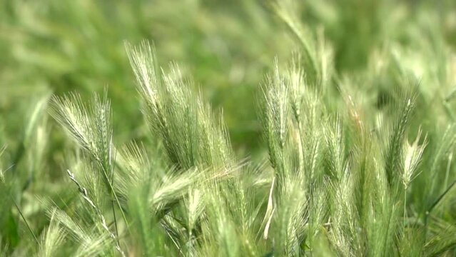 Champ d'orge sauvage avec vent et soleil, 480fps ralenti X8/59,94fps