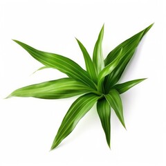 Dracaena leaf isolated on white background. Generative AI