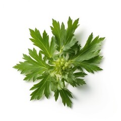 Lovage leaf isolated on white background. Generative AI