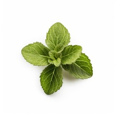 Oregano leaf isolated on white background. Generative AI