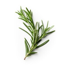 Fototapeta premium Rosemary leaf isolated on white background. Generative AI