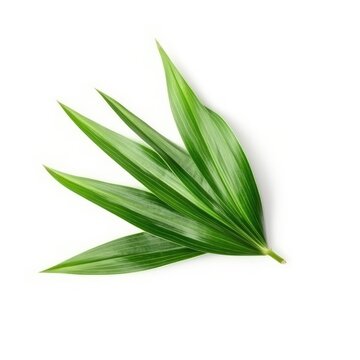 Lemongrass leaf isolated on white background. Generative AI