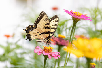 butterfly on flower
