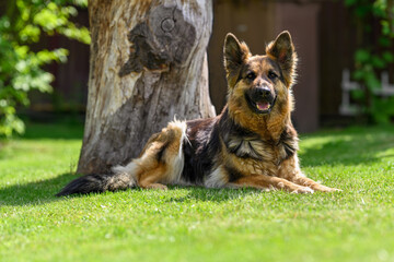 Female German shepherd lying on the grass.