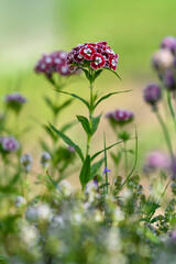 Deep red bearded star flowers.