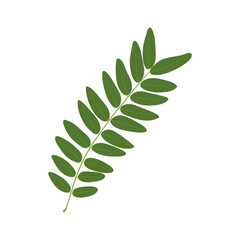 Compound leaf. Honey locust (Gleditsia triacanthos). Pinnate (even) compound leaf. Green leaf isolated on white background.