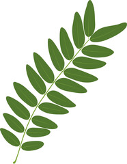 Compound leaf. Honey locust (Gleditsia triacanthos). Pinnate (even) compound leaf.