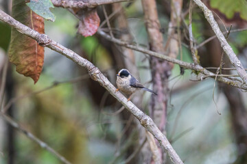 Obraz premium Rufous-fronted bushtit or rufous-fronted tit (Aegithalos iouschistos) at Mandala Top, Arunachal Pradesh, India