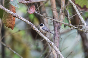 Rufous-fronted bushtit or rufous-fronted tit (Aegithalos iouschistos) at Mandala Top, Arunachal Pradesh, India