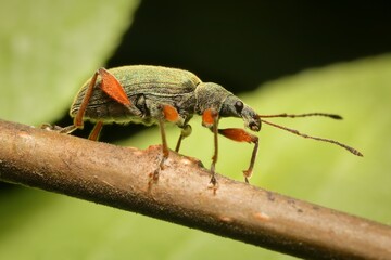 a small weevil with orange legs
