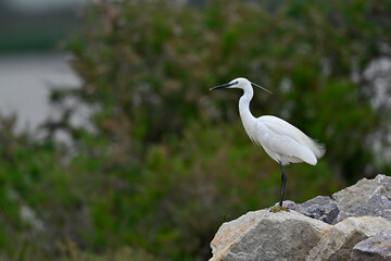 Little egret // Seidenreiher (Egretta garzetta) - Axios Delta, Greece