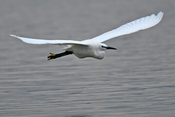 Little egret // Seidenreiher (Egretta garzetta) - Axios Delta, Greece