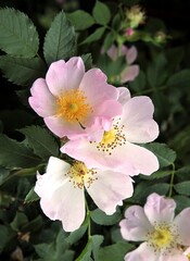 pink flowers of wild rose close up at spring