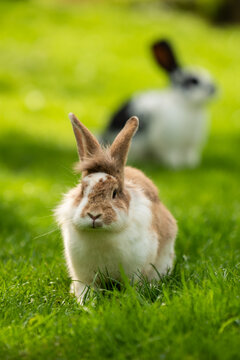 Hasen in der Natur