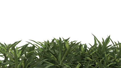 Various types of grass bushes shrub and small plants isolated