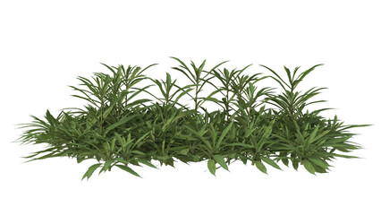 Various types of grass bushes shrub and small plants isolated