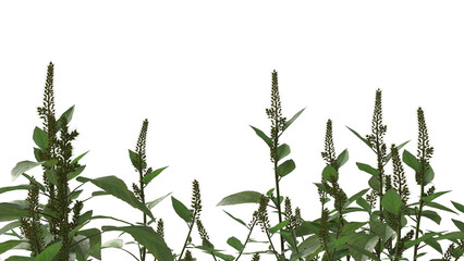 branch of basil and small plant