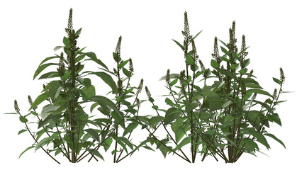 branch of basil and small plant