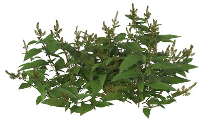 branch of basil and small plant