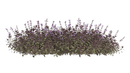 Various types of purple flowers grass bushes shrub and small plants isolated