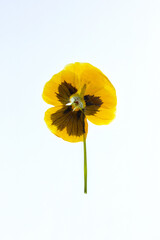 A yellow pansy flower on a white background.