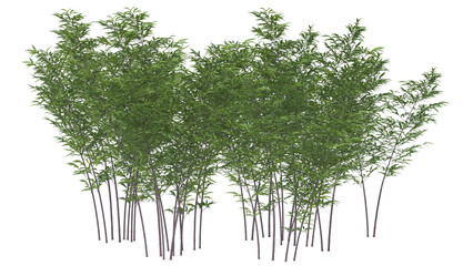 variety of bamboo tree