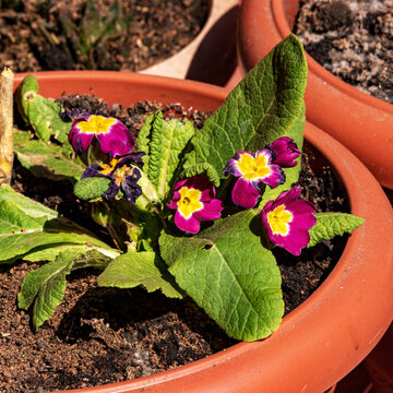 Purple Primrose Flowers Blossoming in a Flower Pot