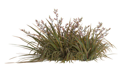 mountain flax, wharariki in Māori plant isolated