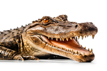 Fototapeta premium Crocodile with White Background, Generative AI