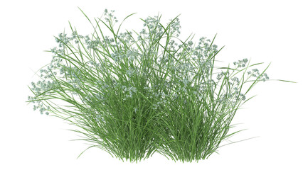 grass isolated