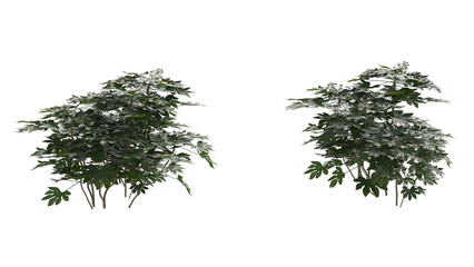 Various types of flowers grass bushes shrub and small plants isolated