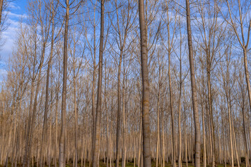 Forest in the countryside