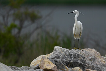 Little egret // Seidenreiher (Egretta garzetta) - Axios Delta, Greece