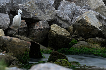Little egret // Seidenreiher (Egretta garzetta) - Axios Delta, Greece