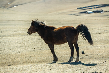 Domestic horse in the nature livestock in Central Mongolia