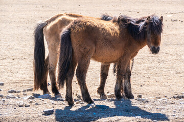 Domestic horses in the nature livestock in Central Mongolia