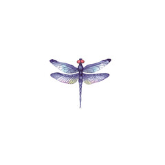 Watercolor drawing of a purple dragonfly on a transparent background - obrazy, fototapety, plakaty