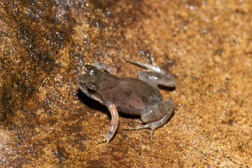 Boettger's dainty frog, or common caco (Cacosternum boettgeri)